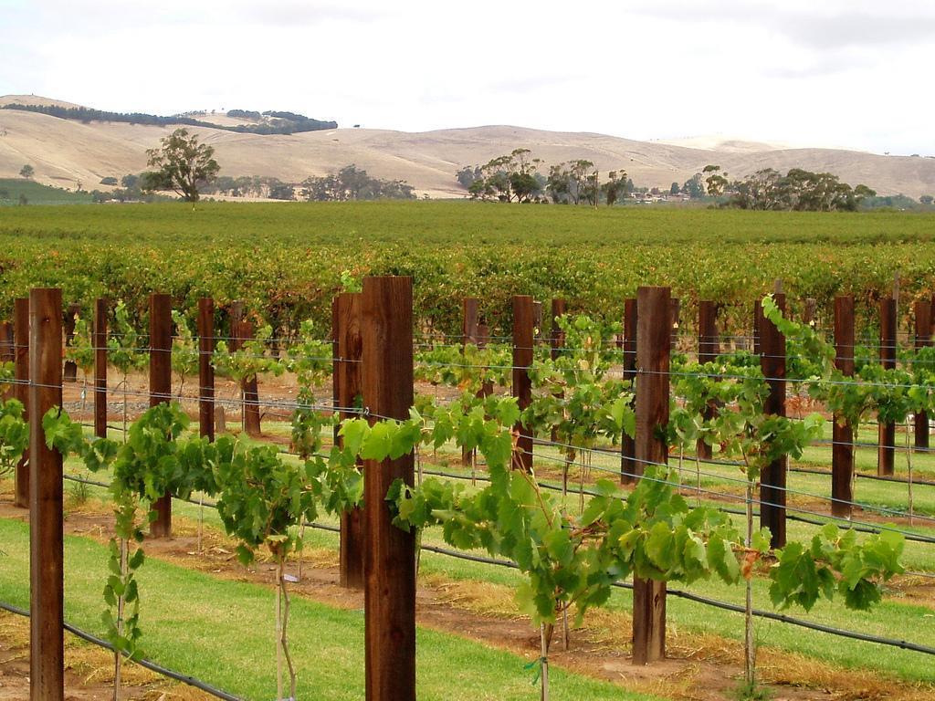 Barossa Gateway Motel Nuriootpa Bagian luar foto